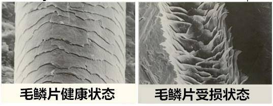 健康以及受損的毛鱗片